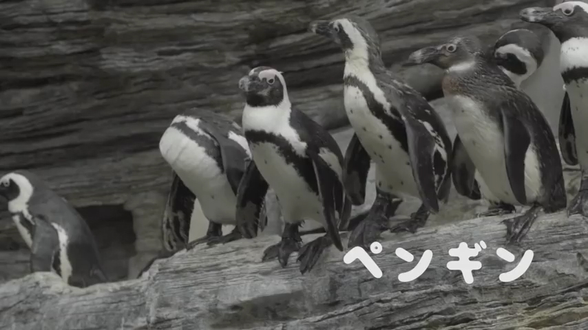 【フォント使用例】サンシャイン水族館 テレビCM スクリーンショット（ペンギン）